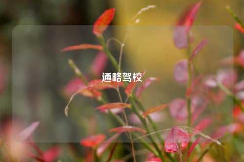 通略驾校