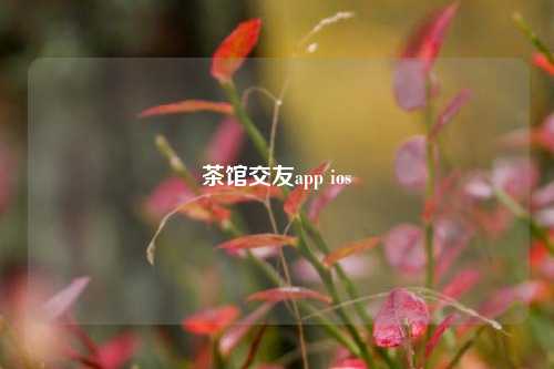 茶馆交友app ios